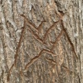 Carved symbol on a tree trunk, displaying distinct angular patterns. The bark is rough Royalty Free Stock Photo