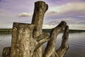 Carved tree trunk in Transfer Beach, taken in Ladysmith, BC, Can