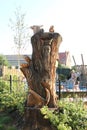 A carved trunk by a childrens playground in Kent