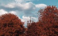 Wooden church behind red autumn trees Royalty Free Stock Photo