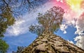 Carvel pine, striving for the sun Royalty Free Stock Photo