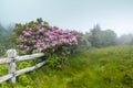 Carvers Gap NC Fence with Wild Catawba Rhododendron in Bloom