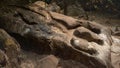 Carving of crocodile at Wat Phou temple, Laos Royalty Free Stock Photo