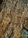 Carvings on redwood tree