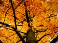 Carya Cordiformis Tree Leaves Changing Colour