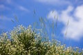 Caryophyllaceae. Gypsophila sp. White flowers. Plateau Assy in Kazakhstan, Asia. Ju Royalty Free Stock Photo