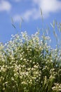 Caryophyllaceae / Gypsophila sp. White flowers. Plateau Assy Royalty Free Stock Photo