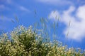 Caryophyllaceae / Gypsophila sp. White flowers. Plateau Assy in Kazakhstan, Asia Royalty Free Stock Photo