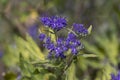 Caryopteris clandonensis bluebeard bright blue flowers in bloom, ornamental autumnal flowering plant