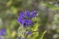 Caryopteris clandonensis bluebeard bright blue flowers in bloom, ornamental autumnal flowering plant