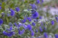 Caryopteris clandonensis bluebeard bright blue flowers in bloom, ornamental autumnal flowering plant