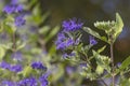 Caryopteris clandonensis bluebeard bright blue flowers in bloom, ornamental autumnal flowering plant
