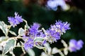 Caryopteris clandonensis flower