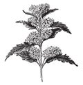 Caryopteris Incana vintage illustration