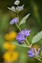 Blue Mist Spirea closeup goldenrod in background