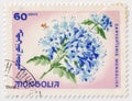 Caryopteris mongolica flowers on a 1966 Mongolia postage stamp. October 2025 Royalty Free Stock Photo