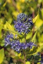 Caryopteris x clandonensis Worcester Gold Royalty Free Stock Photo