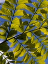 Caryota Mitis Fishtail Palm Leaves in Full Sun Royalty Free Stock Photo