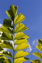 Caryota Mitis Fishtail Palm Leaves in Full Sun Royalty Free Stock Photo