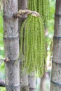 Caryota mitis in garden