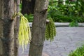 Caryota mitis in garden Royalty Free Stock Photo