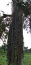 Caryota mitis Lour | Euterpe oleracea Mart tree and fruits