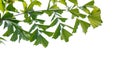 Caryota obtusa, Fishtail palm on white background