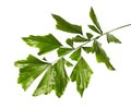 Caryota obtusa leaves Giant fishtail palm, Beautiful palm leaf, Tropical foliage isolated on white background