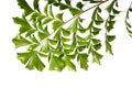 Caryota obtusa leaves Giant fishtail palm, Beautiful palm leaf, Tropical foliage isolated on white background