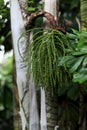 Caryota obtusa - tropical palm. The flower of Fishtail Palm tree