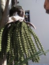 CARYOTA OCHLANDRA FISHTAIL