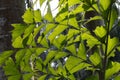 Caryota ochlandra Royalty Free Stock Photo