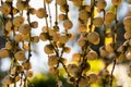 Caryota urens