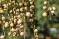 Caryota urens Royalty Free Stock Photo