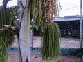 Caryota urens Royalty Free Stock Photo