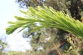 Caryota urens leaves with a blurred natural