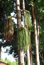 Caryota urens palm