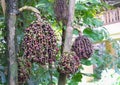 Caryota urens plant