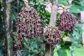 Caryota urens plant. Royalty Free Stock Photo