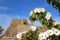 Casahuate Flowers focused ahead of a Mexican Temple