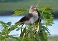 Casal de Pirinchos Piririta Guira Guira en el Rio Paraguay