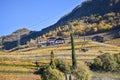 Casale Marittimo village, vineyards and countryside landscape in Maremma. Royalty Free Stock Photo