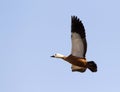 Casarca, Ruddy Shelduck, Tadorna ferruginea Royalty Free Stock Photo