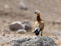 Casarca, Ruddy Shellduck, Tadorna ferruginea Royalty Free Stock Photo