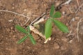 Casava leaves in farm Thailand