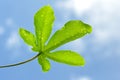 Casava leaves green color with blue sky background Royalty Free Stock Photo