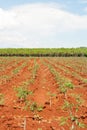 Casava tree field and sky in thailand