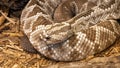 Cascabel Tropical Rattlesnake at Rattlers & Reptiles, a small museum in Fort Davis, Texas, owned by Buzz Ross.