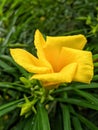 Cascabela thevetia yellow flower