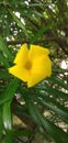 Cascabela theveita. Yellow color flower with leaves on blurred background.